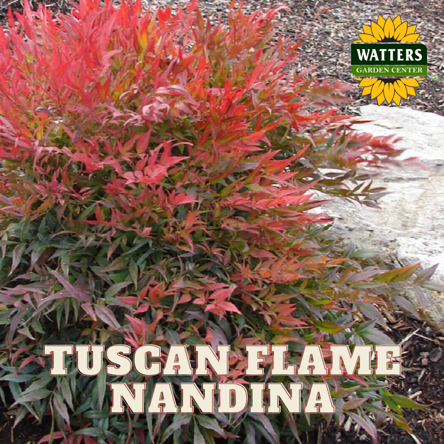 TUSCAN FLAME NANDINA 5gal