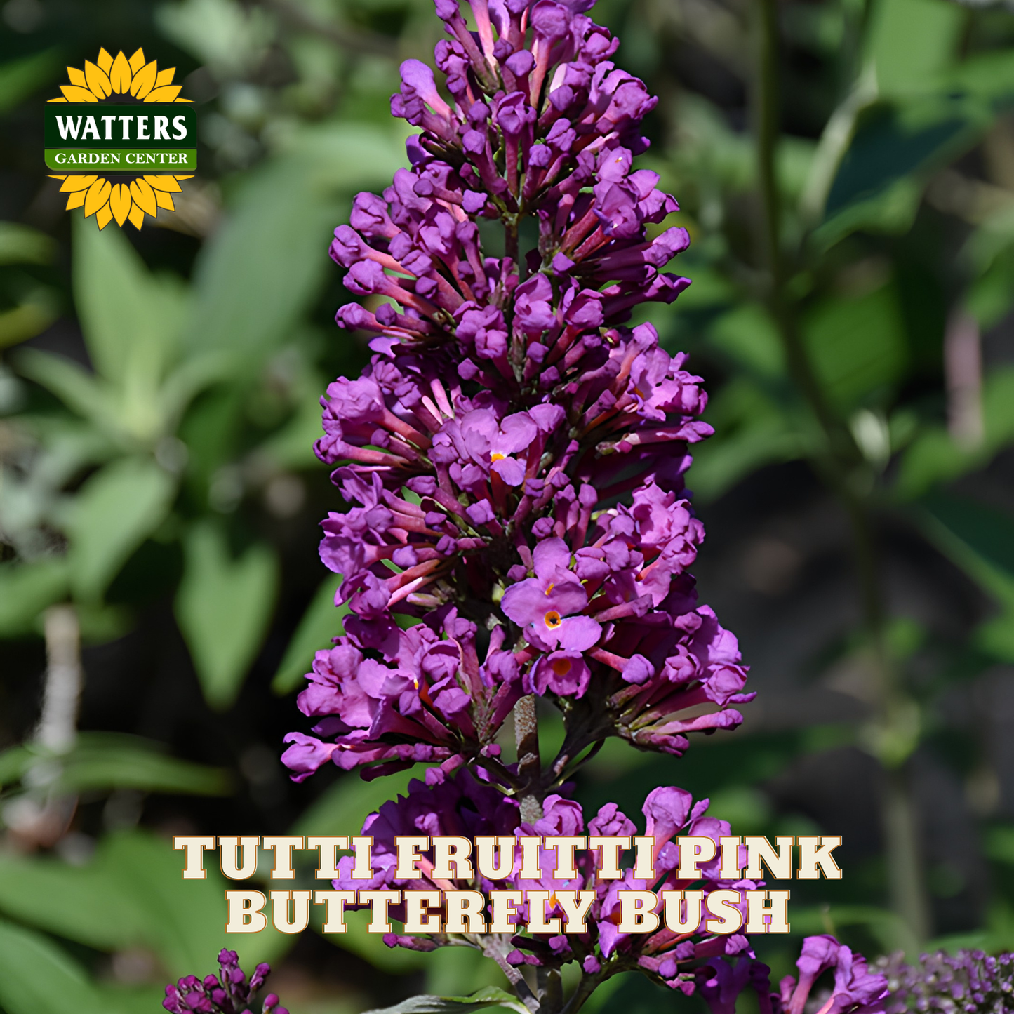 Purple butterfly bush flower cluster with text overlay 'TUTTI FRUUITTI PINK BUTTERFLY BUSH' and a Watters Gardens Center logo in the top left, set against a blurred green garden background.
