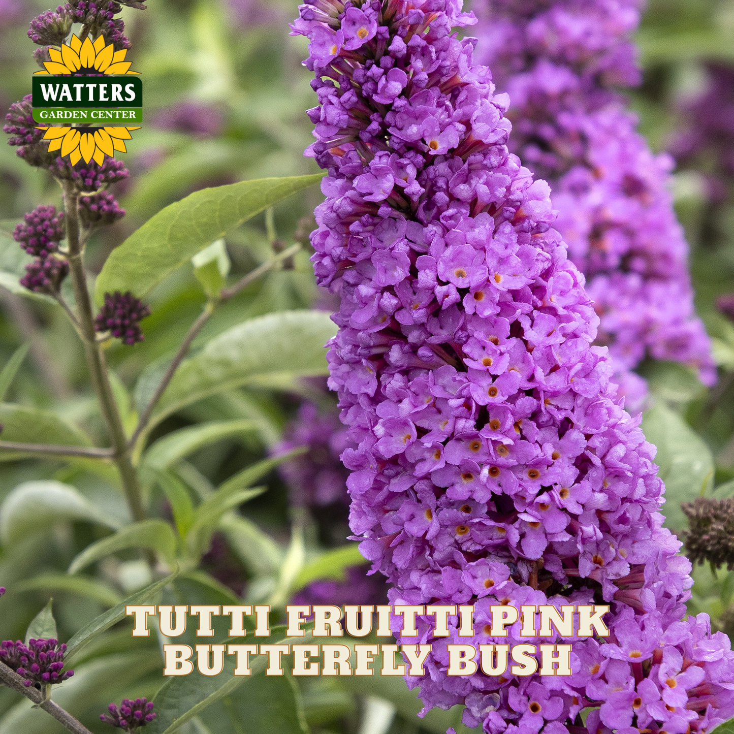 Close-up of a pink butterfly bush flower cluster with green leaves and the Watters Garden Center logo and text overlay.