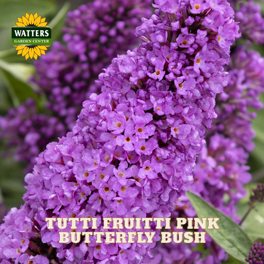 Close-up of a pink butterfly bush flower cluster with green leaves and the Watters Garden Center logo and text overlay.
