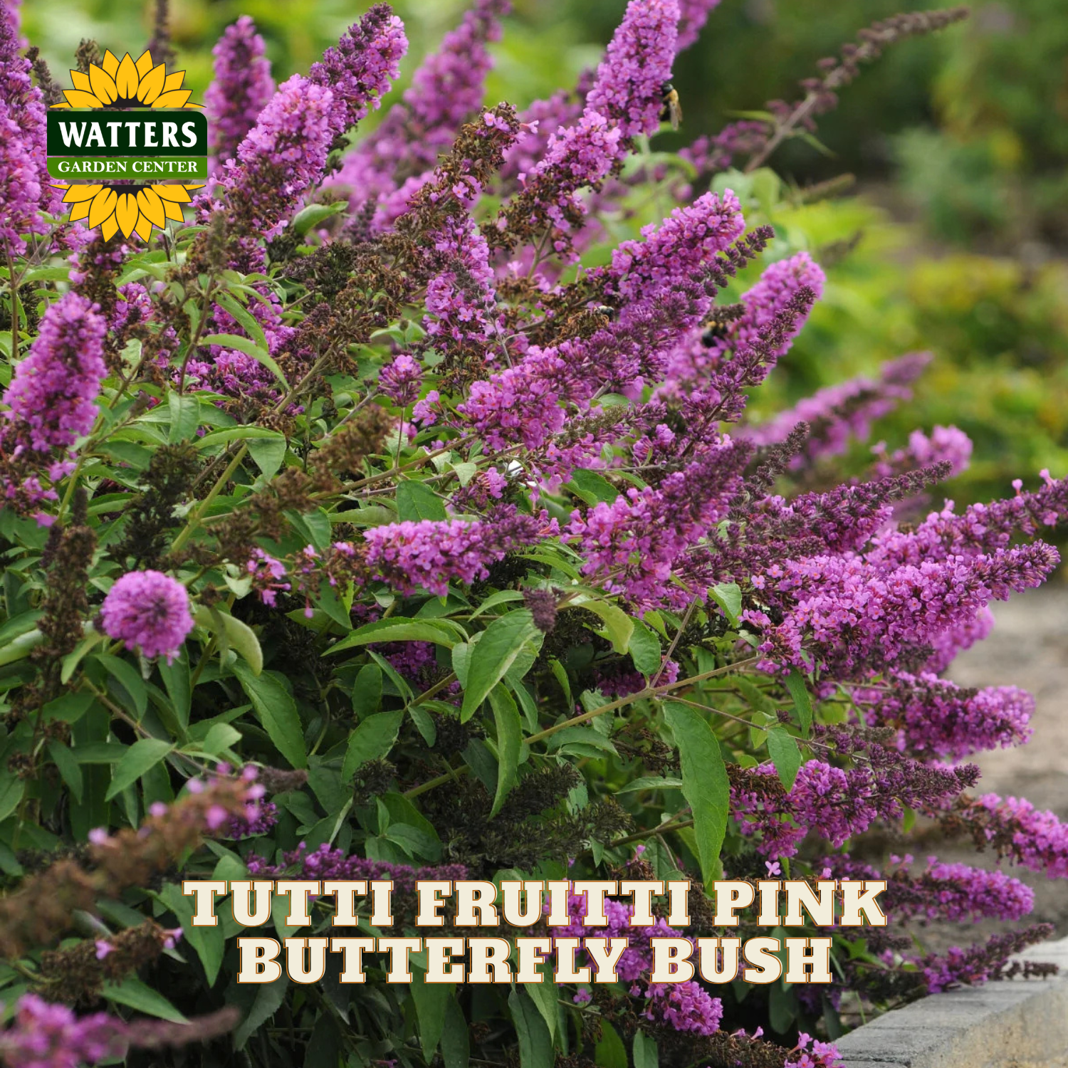 A close-up of a butterfly bush with dense pink flowers and green leaves, with the text 'TUTTI FRUITTI PINK BUTTERFLY BUSH' and a 'WATTERS GARDING CENTER' logo overlaid on the image.