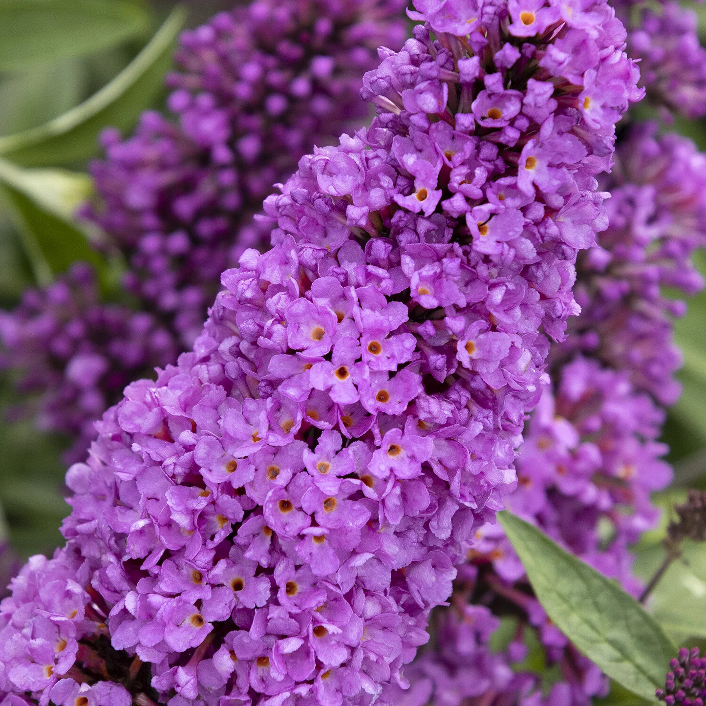 Close-up of a purple butterfly bush flower spike with small blossoms and green leaves in the background.