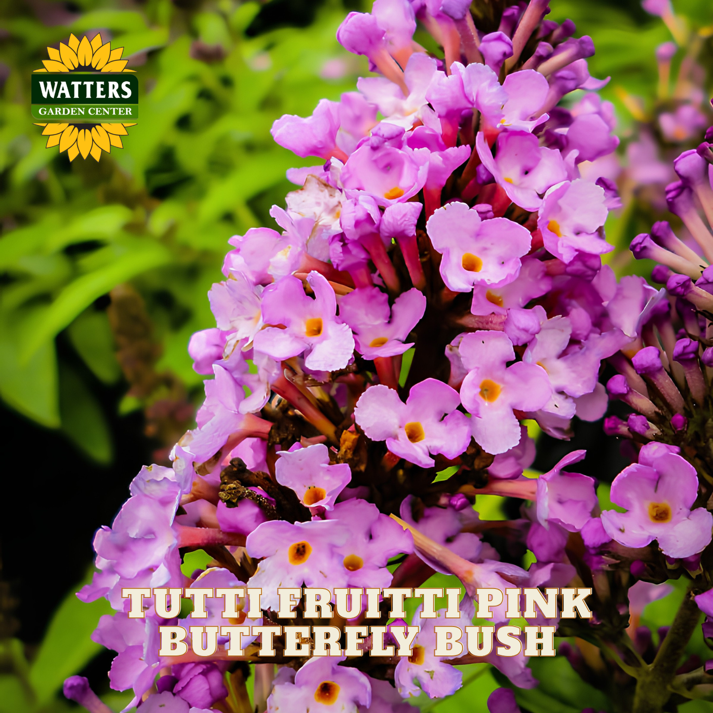 Close-up of pink butterfly bush flowers with green foliage and a Watters Garden Center logo in the top left corner.