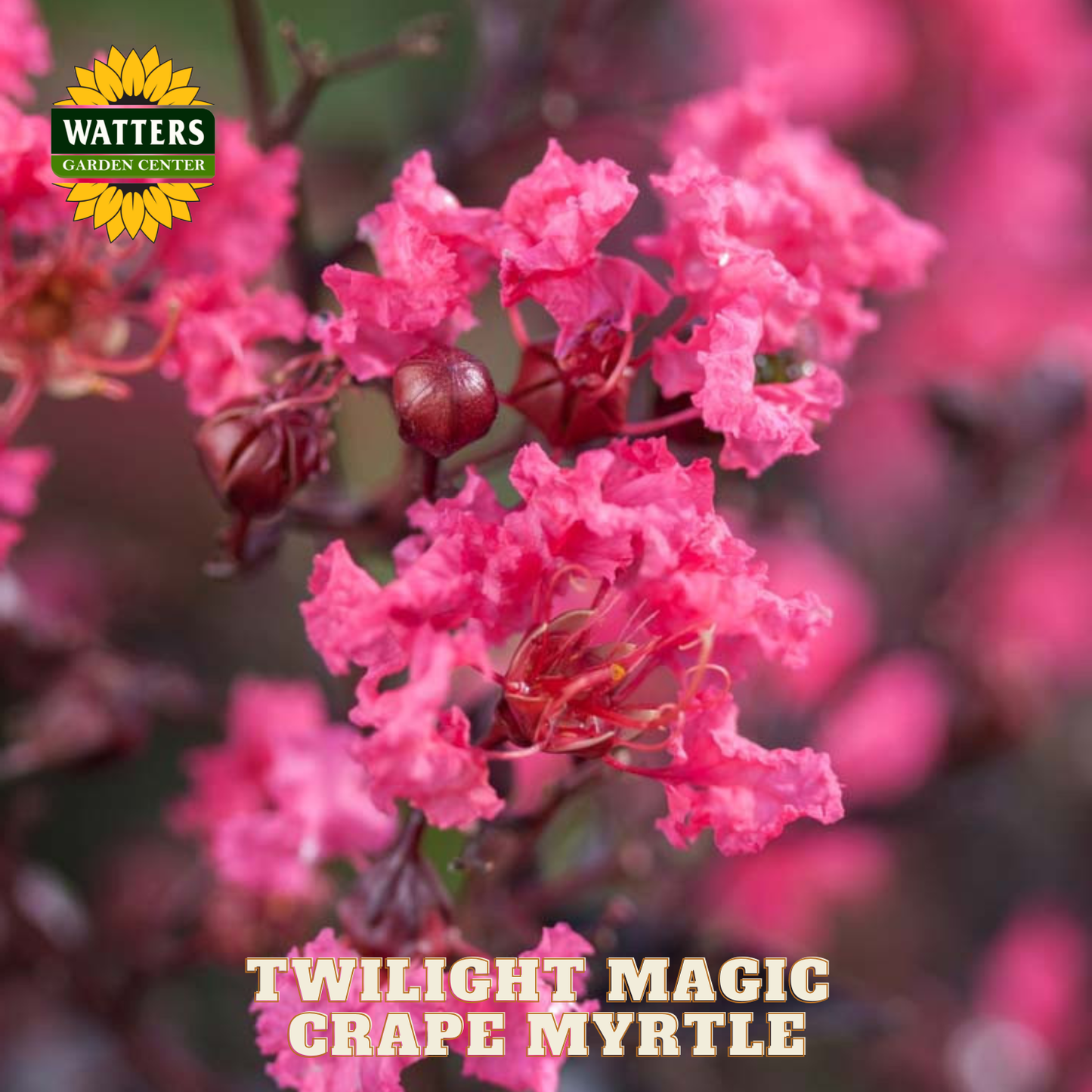 Pink flowers with 'Watters Garden Center' logo and 'Twilight Magic Crape Myrtle' text.