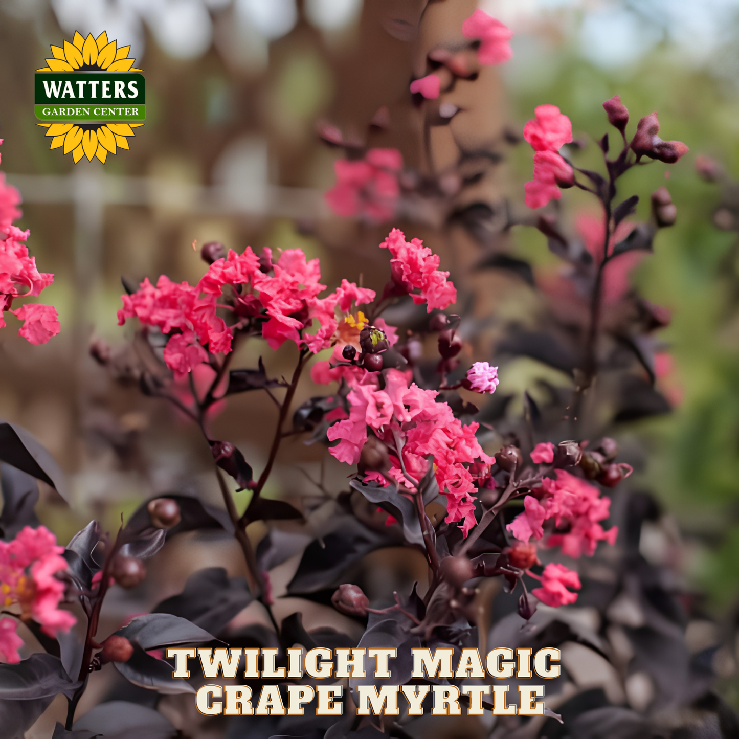 Pink flowers with 'Watters Garden Center' logo and 'Twilight Magic Crape Myrtle' text.