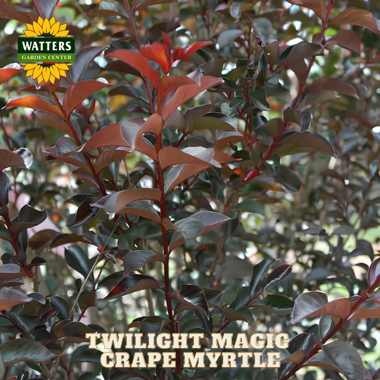 Twilight Magic Grape Myrtle plant with Watters Garden Center branding.