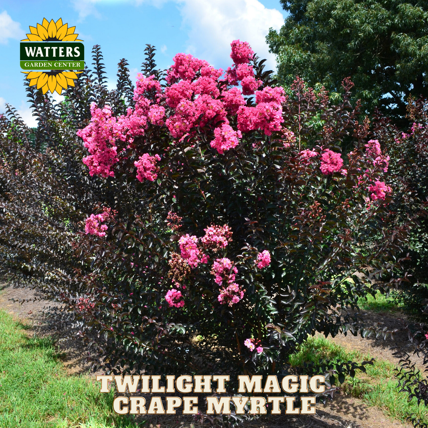 Pink flowering plant with 'Watters Garden Center' logo and 'Twilight Magic Grape Myrtle' text.