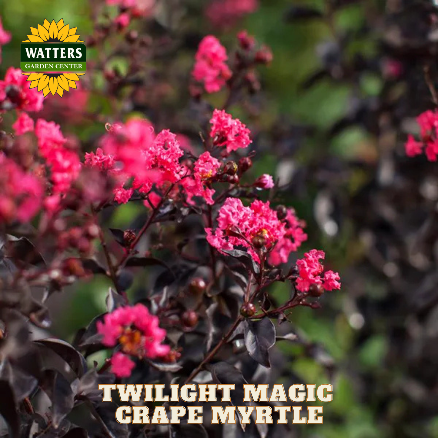 Pink flowers with 'Watters Garden Center' logo and 'Twilight Magic Crape Myrtle' text.