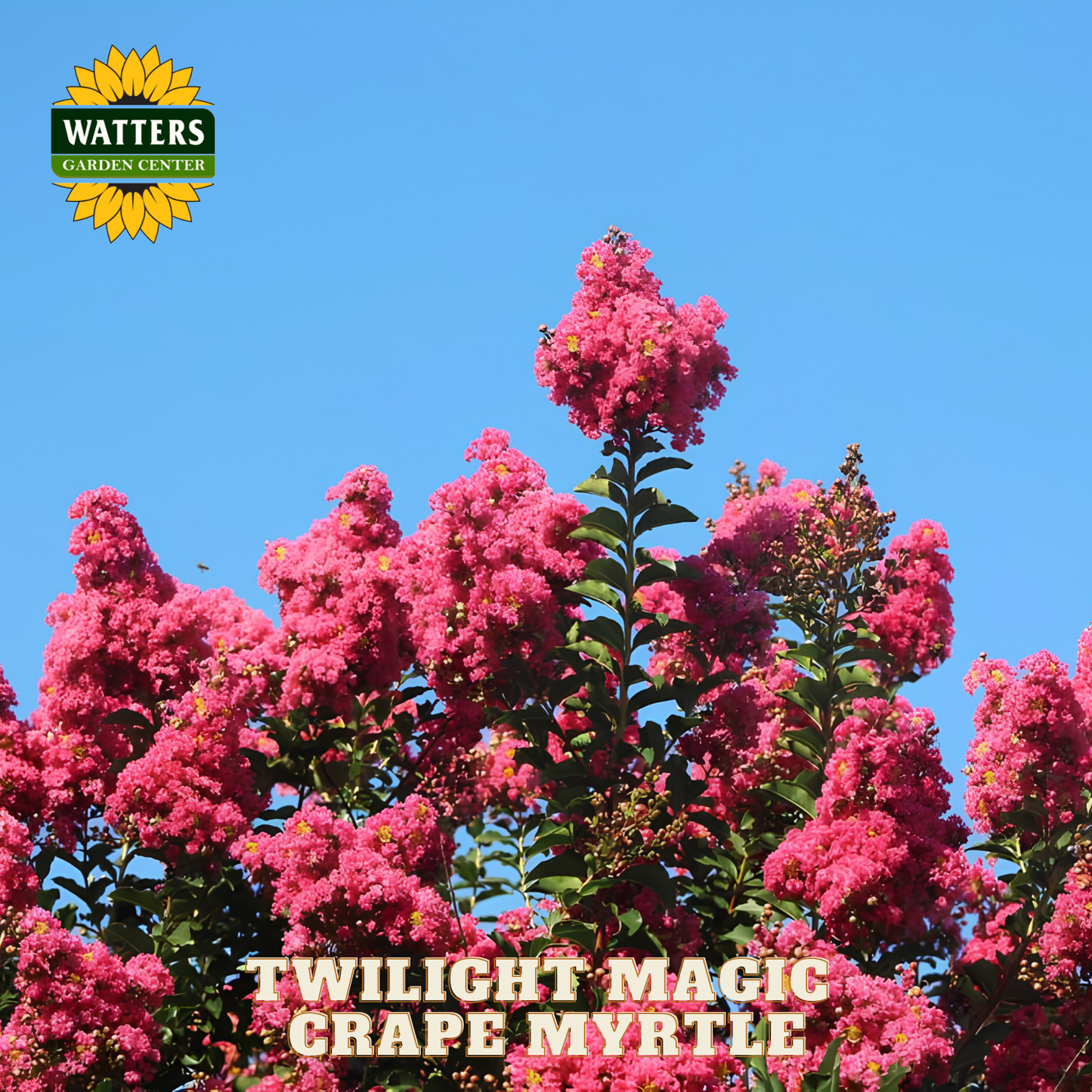 Pink Crepe Myrtle flowers with Watters Garden Center logo and 'Twilight Magic' variety text.