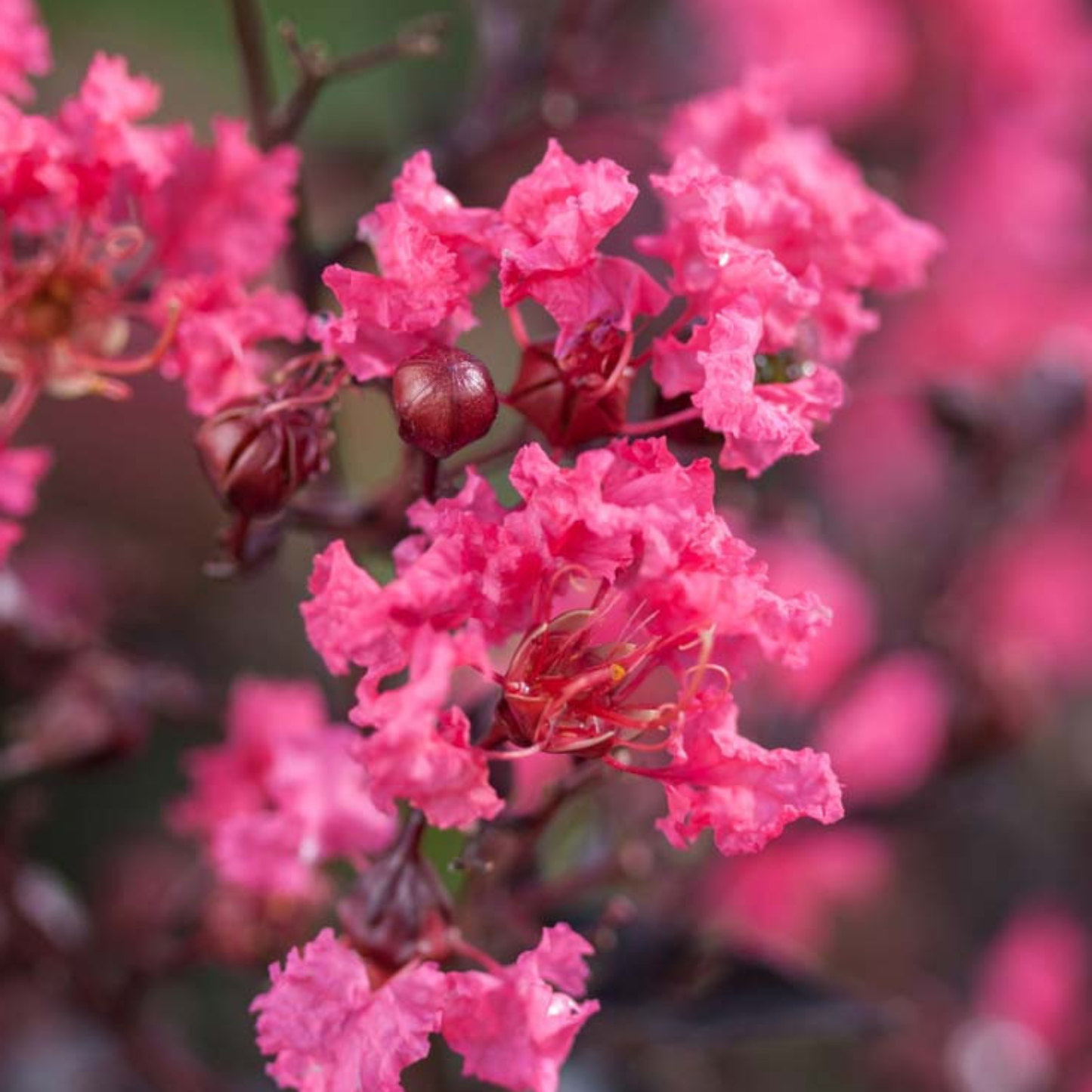 Close-up of pink flowers with a blurred background
