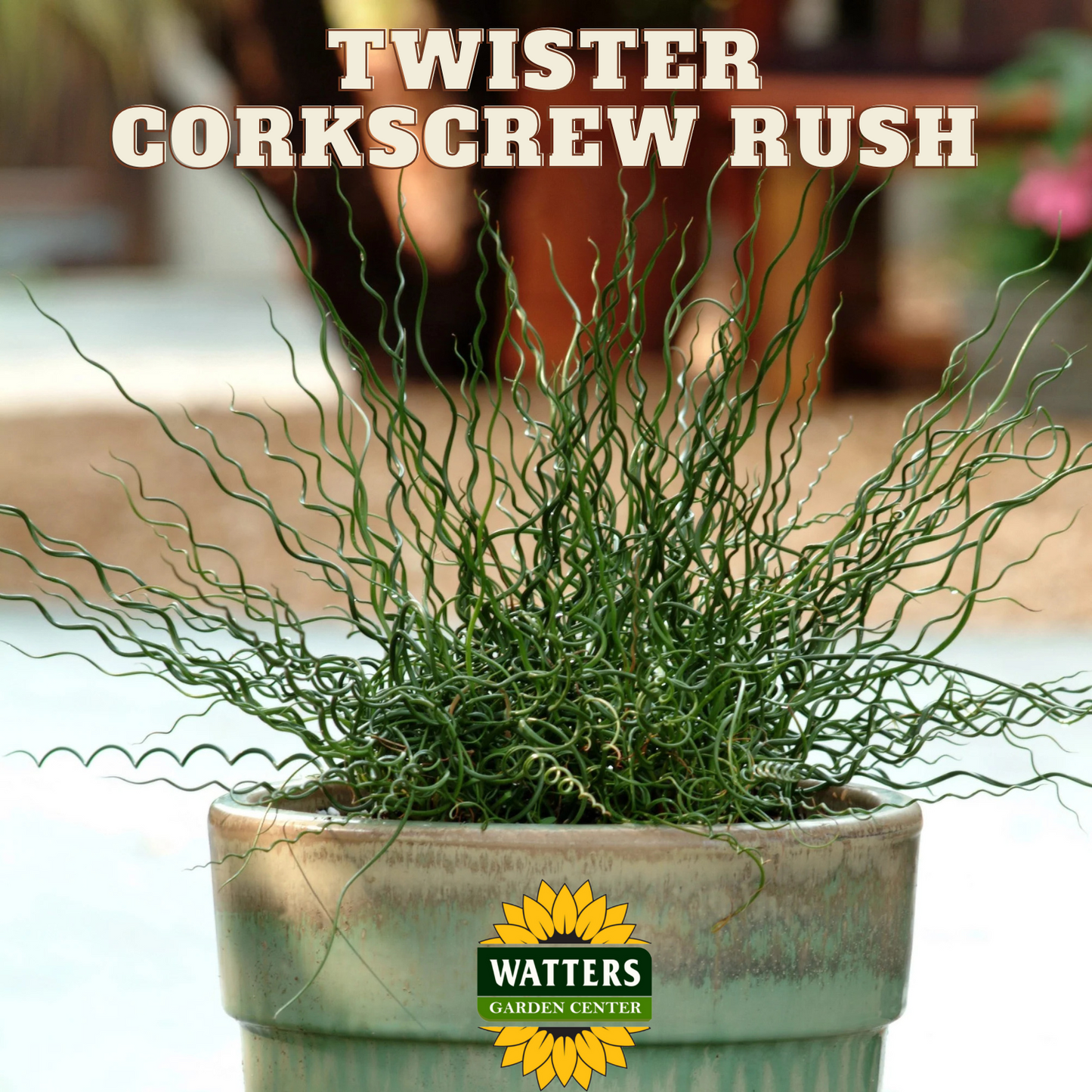 TWISTER CORKSCREW RUSH 1gal
