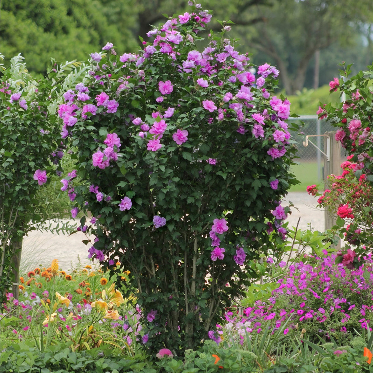 TAHITI ROSE OF SHARON TREE 5gal