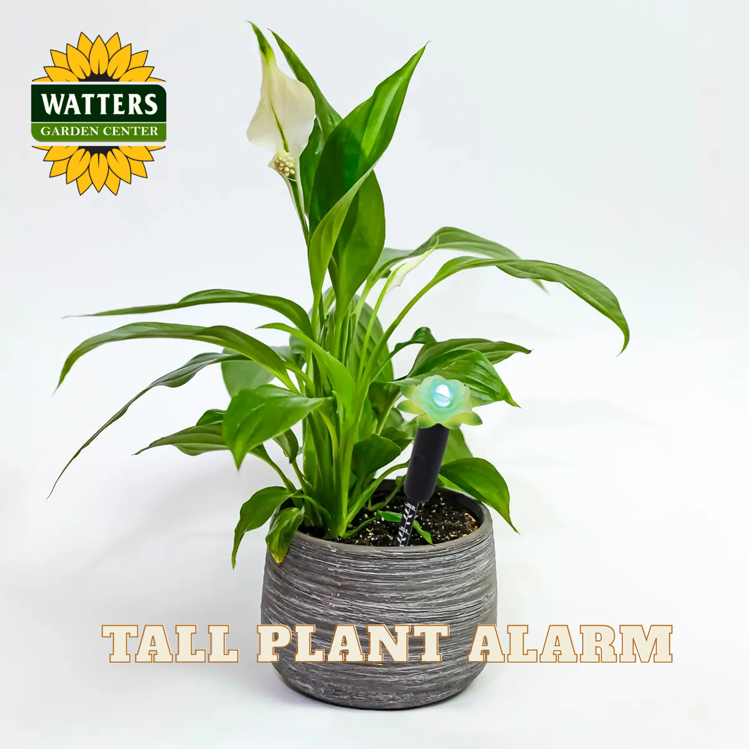 Plant watering alarm in a grey ceramic pot with a peace lily.