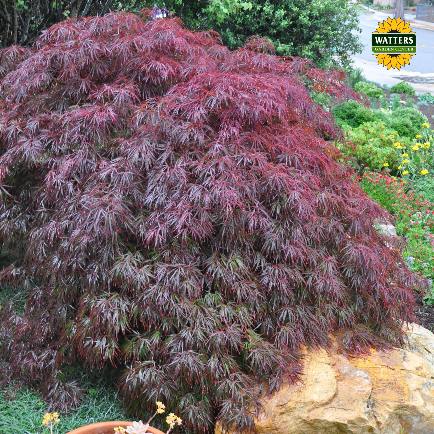 Tamukeyama Japanese Maple (ACER P.D. TAMUKEYAMA) - 3 gallon 15"