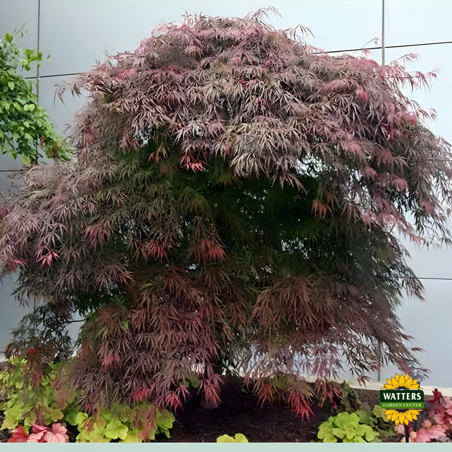 Tamukeyama Japanese Maple (ACER P.D. TAMUKEYAMA) - 3 gallon 15"