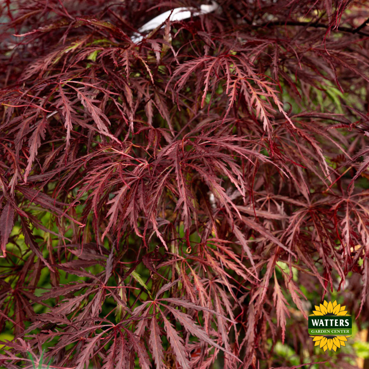 Tamukeyama Japanese Maple (ACER P.D. TAMUKEYAMA) - 3 gallon 15"