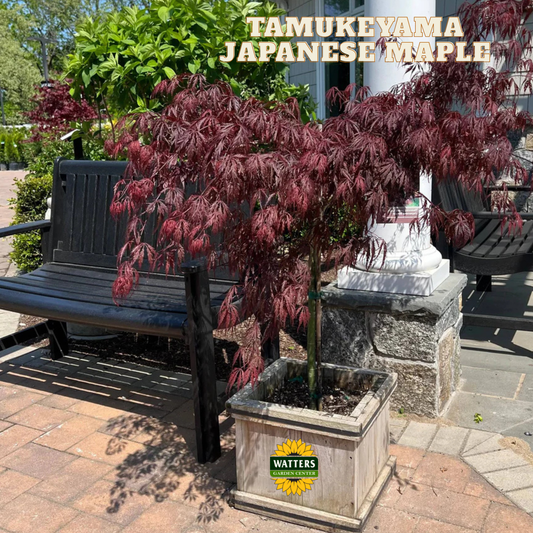 Tamukeyama Japanese Maple (ACER P.D. TAMUKEYAMA) - 3 gallon 15"
