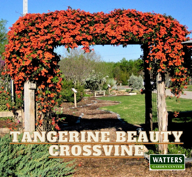 TANGERINE CROSSVINE 1gal