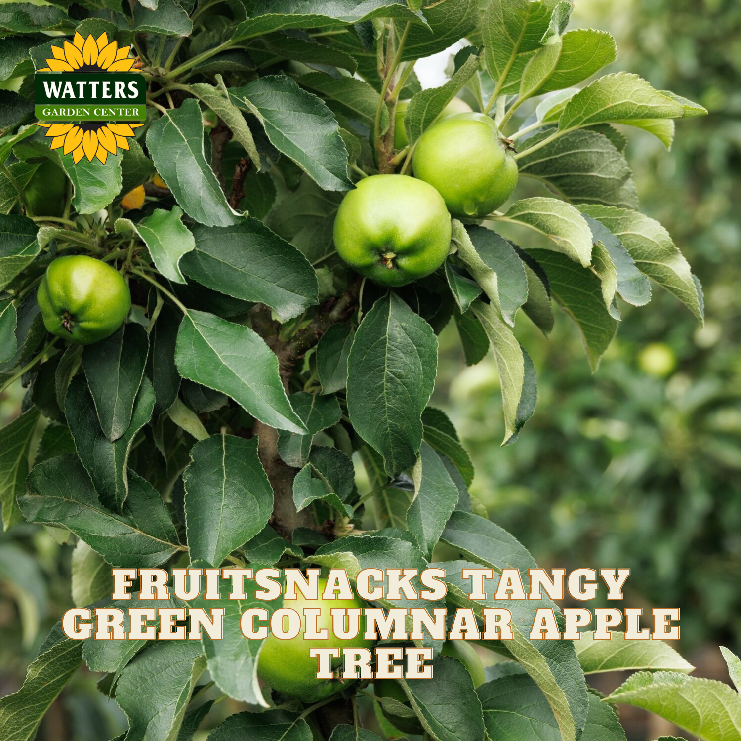 Green apples on a tree branch with 'Watters Garden Center' logo and text about a fruit snack tree.