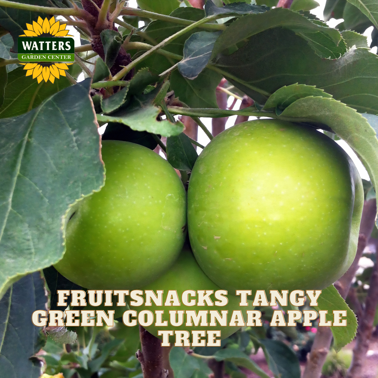 Two green apples on a tree branch with Watters Garden Center logo and text about fruitsnacks tangy green columnar apple tree.