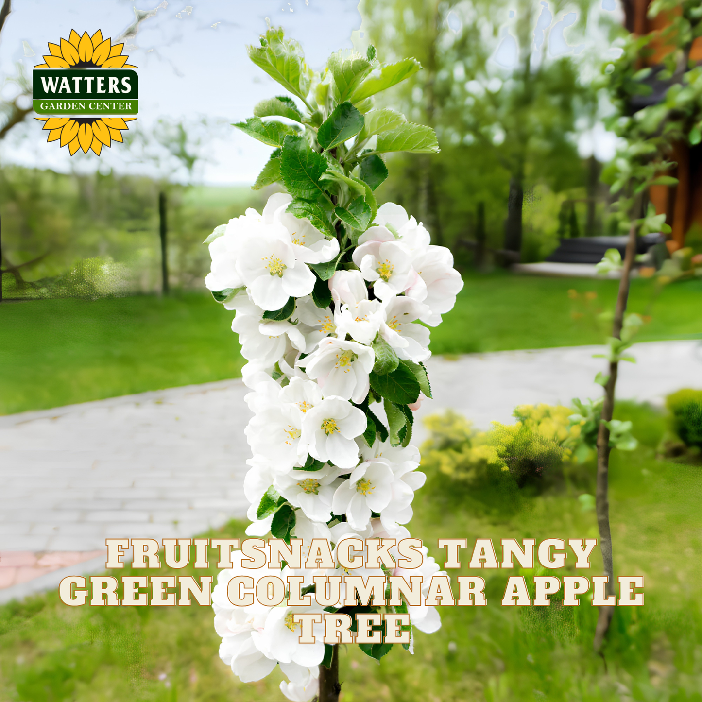 White flowering tree with text about a columnar apple tree in a garden setting, featuring Watters Garden Center branding.