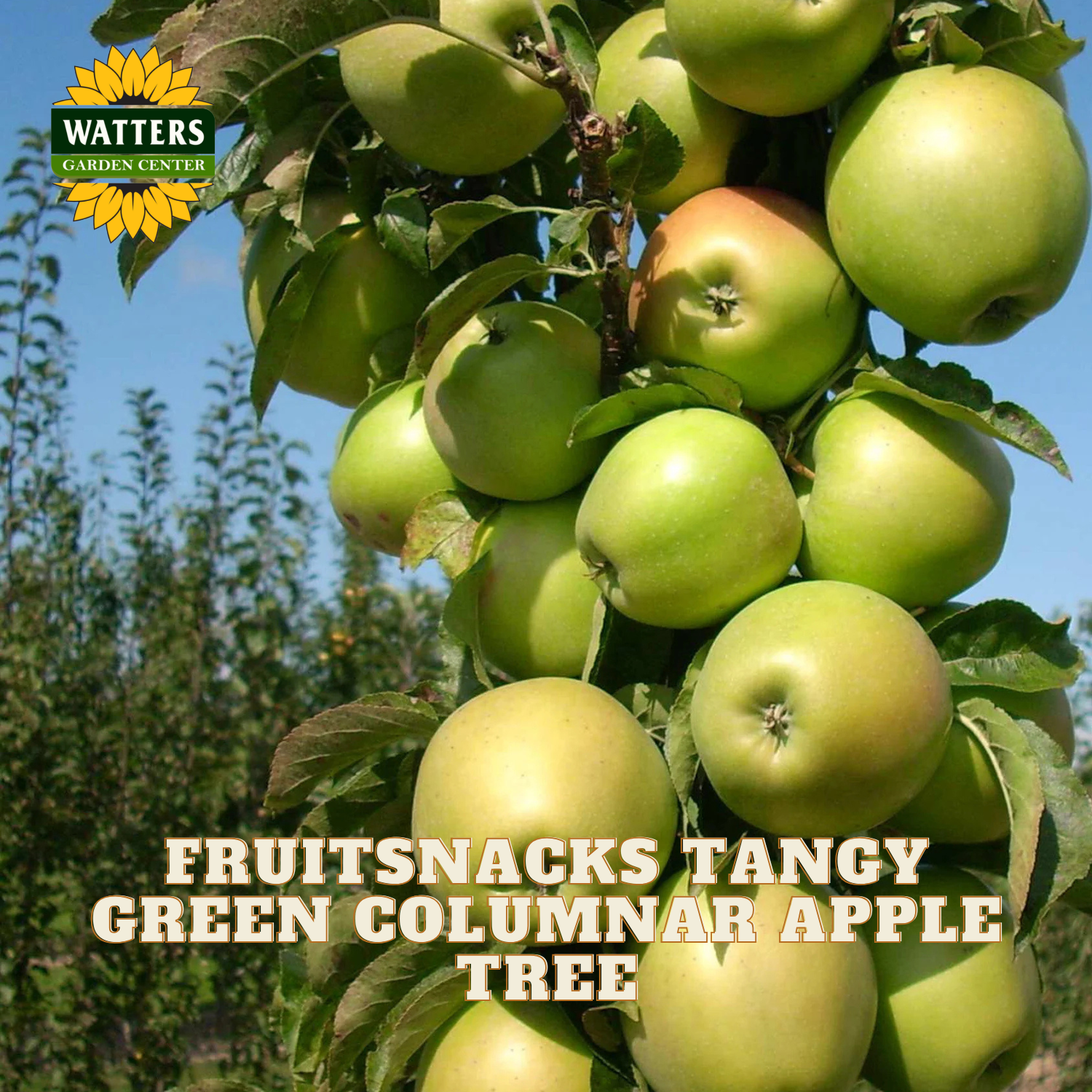 Green apples on a tree with 'Watters Garden Center' logo and text about the fruit snack apple tree.