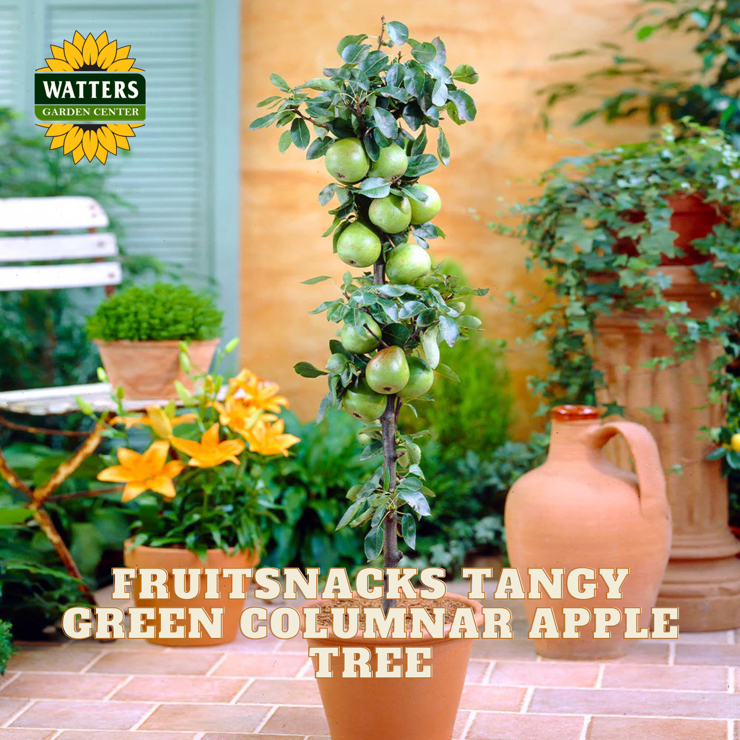 Fruit snacks tangy green columnar apple tree in a garden setting with Watters Garden Center branding.