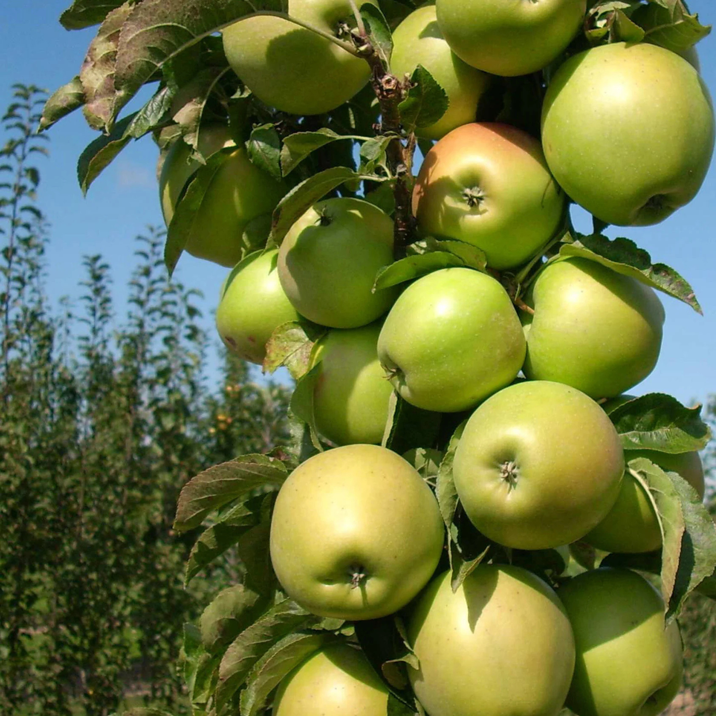 Green apples on a tree branch with a clear blue sky in the background