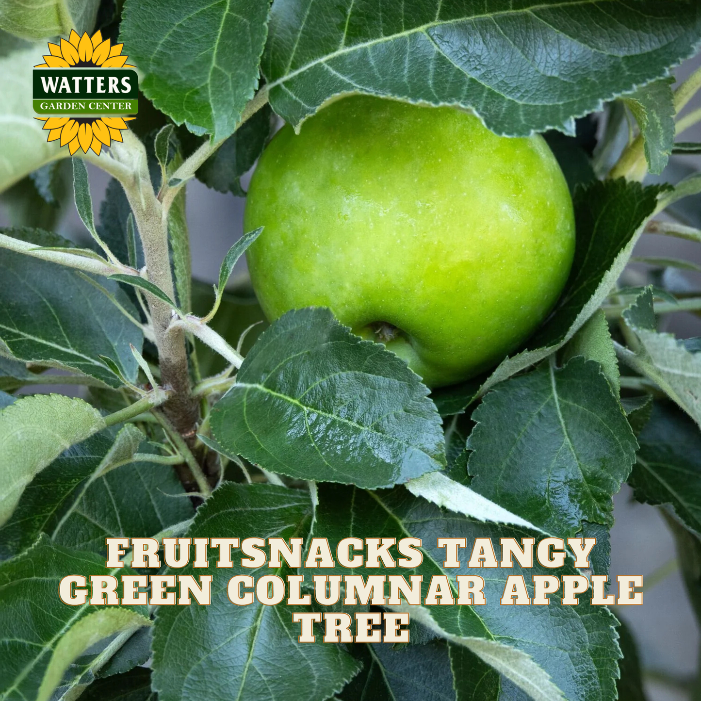 Green apple on a tree branch with Watters Garden Center logo and text about the fruit snack tree.