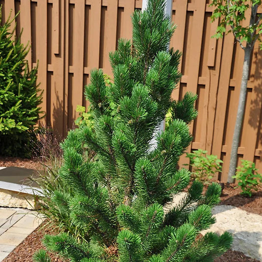 TANNENBAUM MUGO PINE 10gal