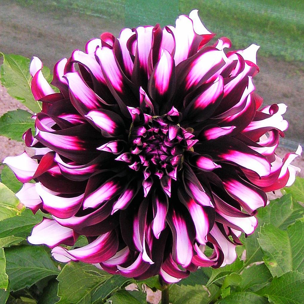 Dahlia - Tartan