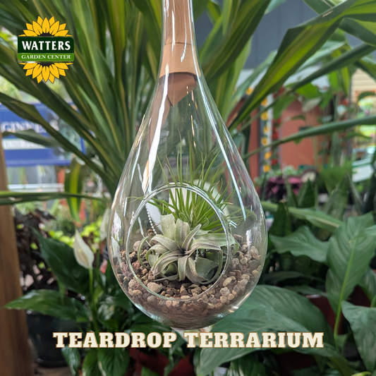 Clear glass teardrop shaped terrarium planter with a brown leather hanging strap and airplant decor inside. Store background with houseplants behind planter with Watters logo.