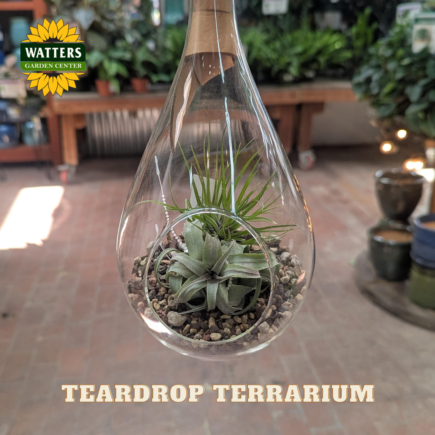 Clear glass teardrop shaped terrarium planter with a brown leather hanging strap and airplant decor inside. Store background with houseplants behind planter with Watters logo.
