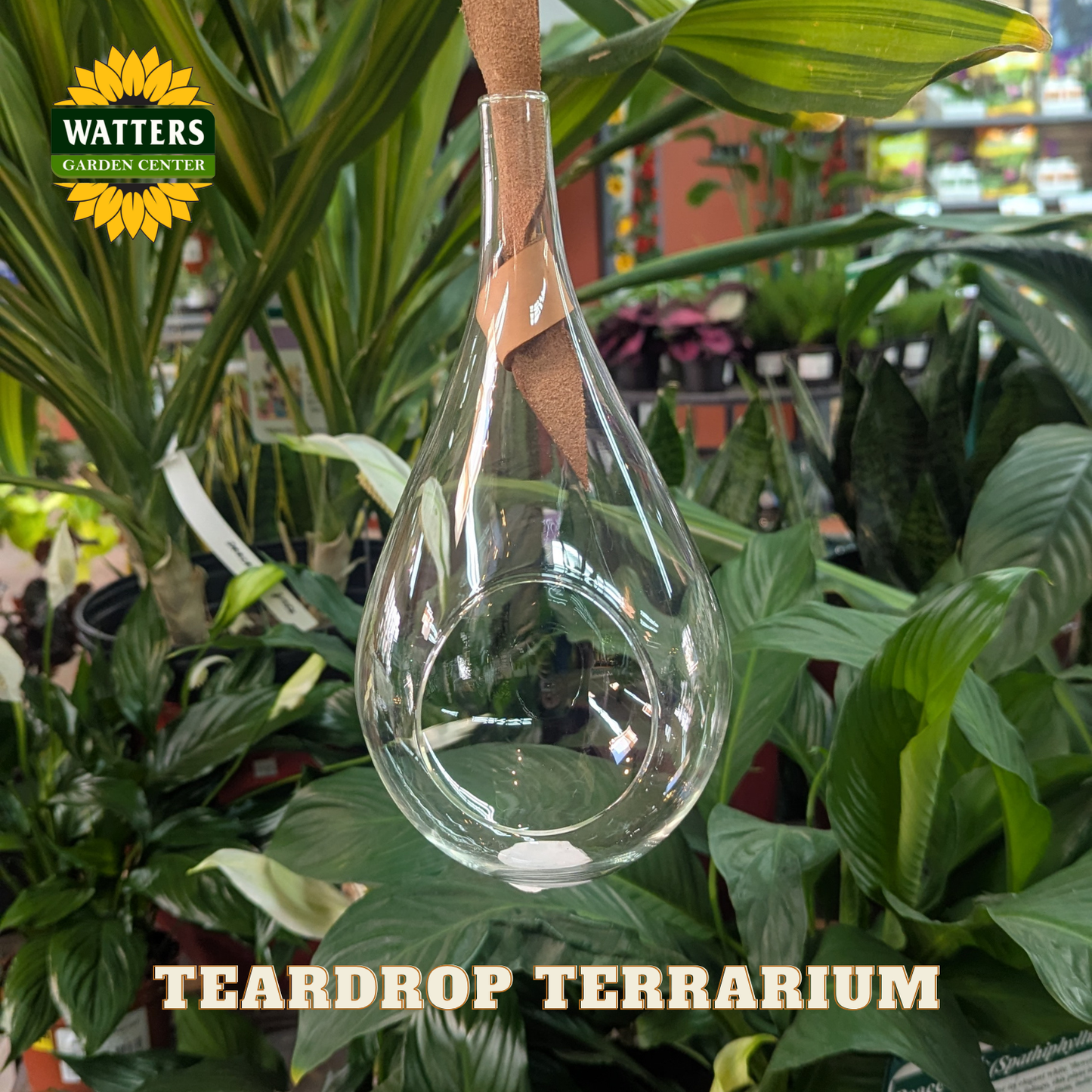 Clear glass teardrop shaped terrarium planter with a brown leather hanging strap. Store background with houseplants behind planter with Watters logo.