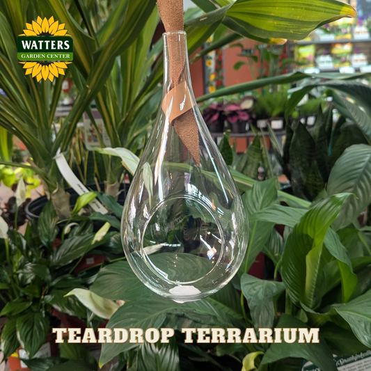 Clear glass teardrop shaped terrarium planter with a brown leather hanging strap. Store background with houseplants behind planter with Watters logo.