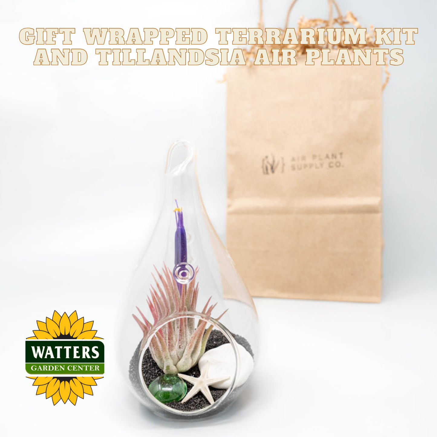 Gift Wrapped Terrarium Kit and Tillandsia Air Plants