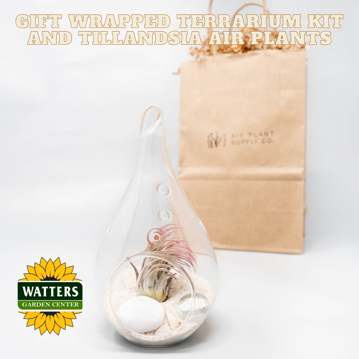 Gift Wrapped Terrarium Kit and Tillandsia Air Plants