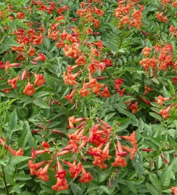 TECOMA BELLS OF FIRE 3gal