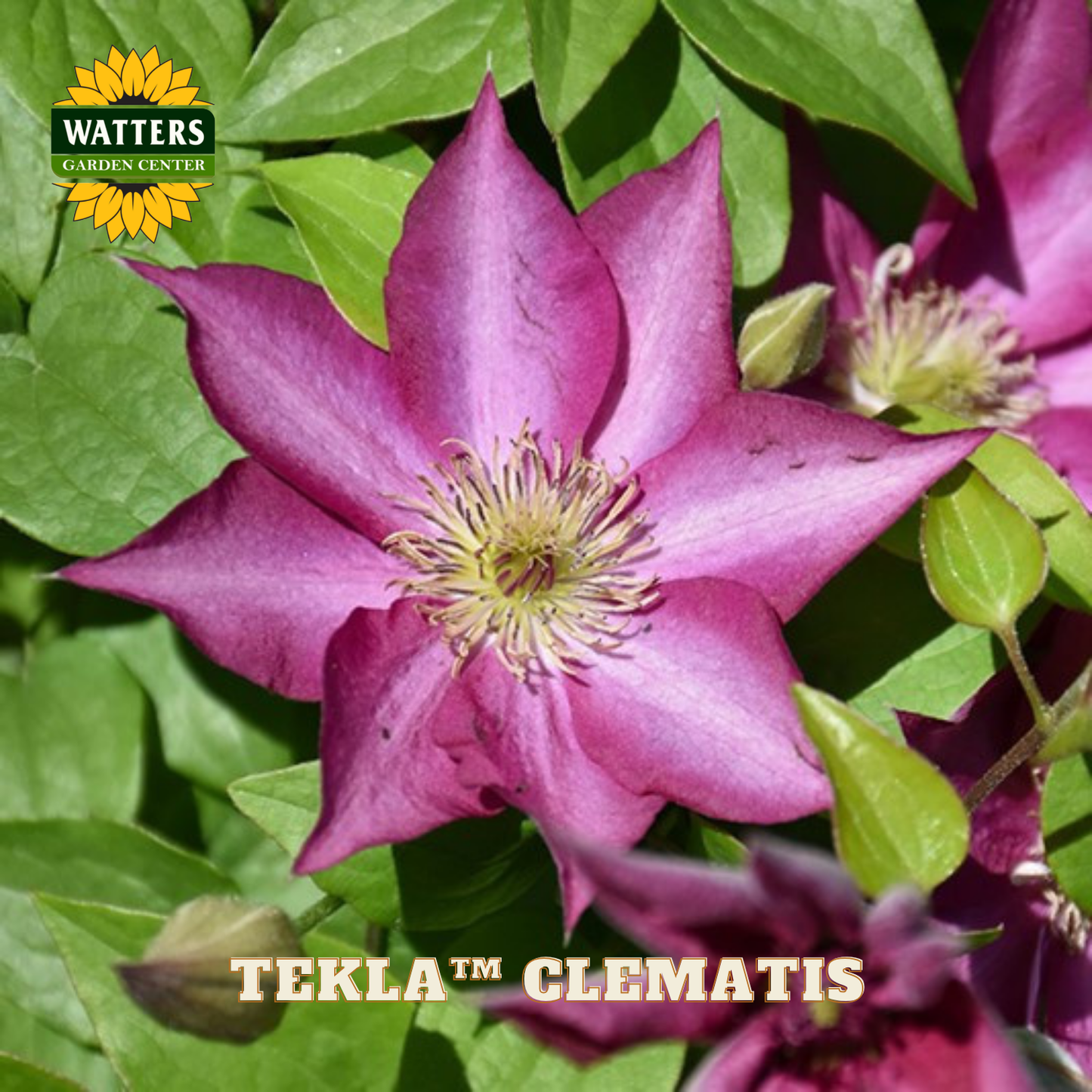 Close-up of a pink clematis flower with green leaves, featuring Watters Garden Center branding.