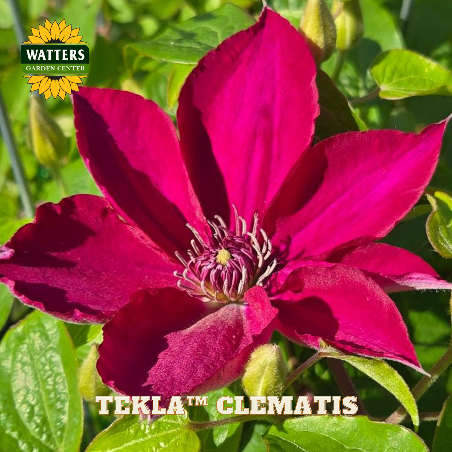 Pink clematis flower with green leaves and Watters Garden Center logo.