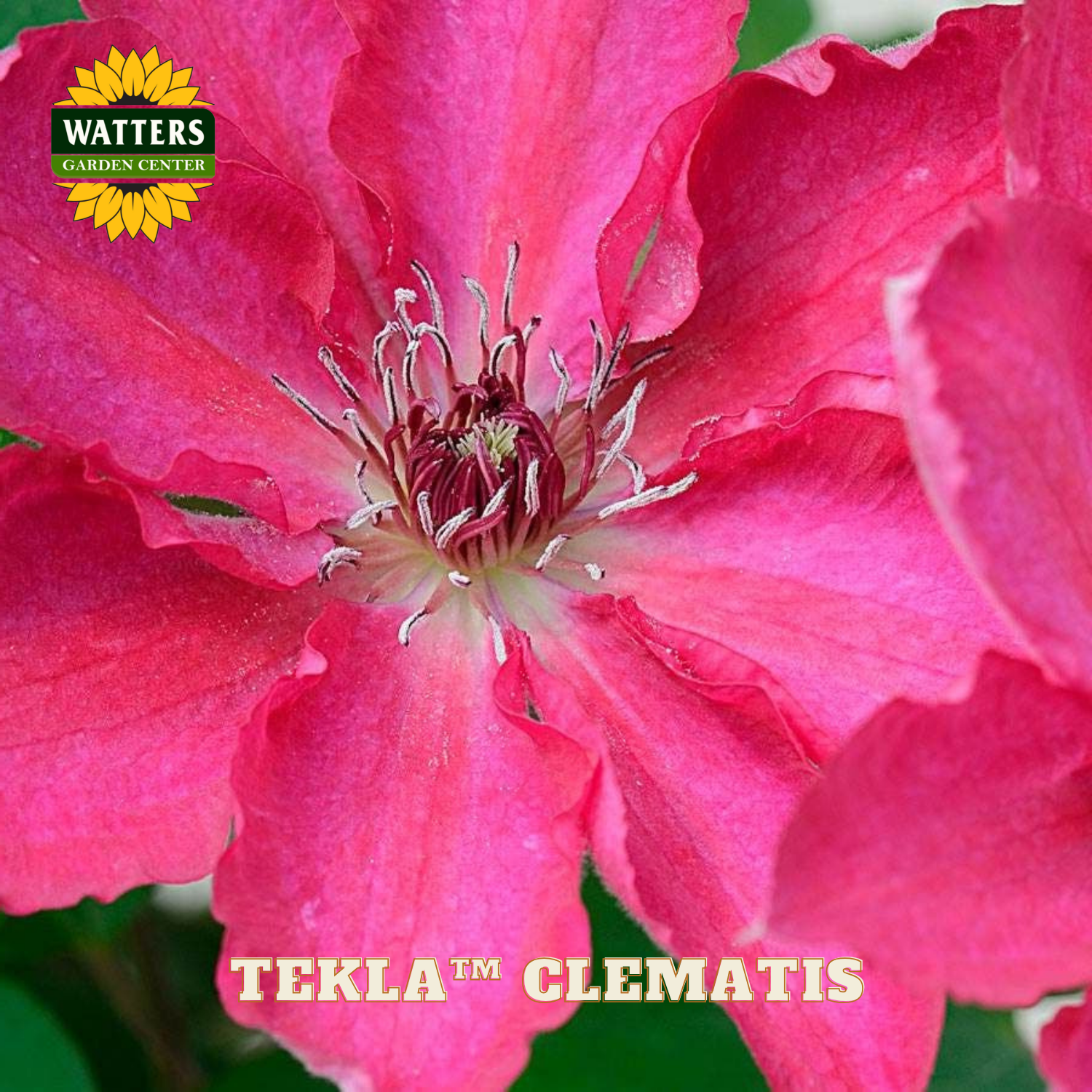 Close-up of a pink clematis flower with Watters Garden Center branding.