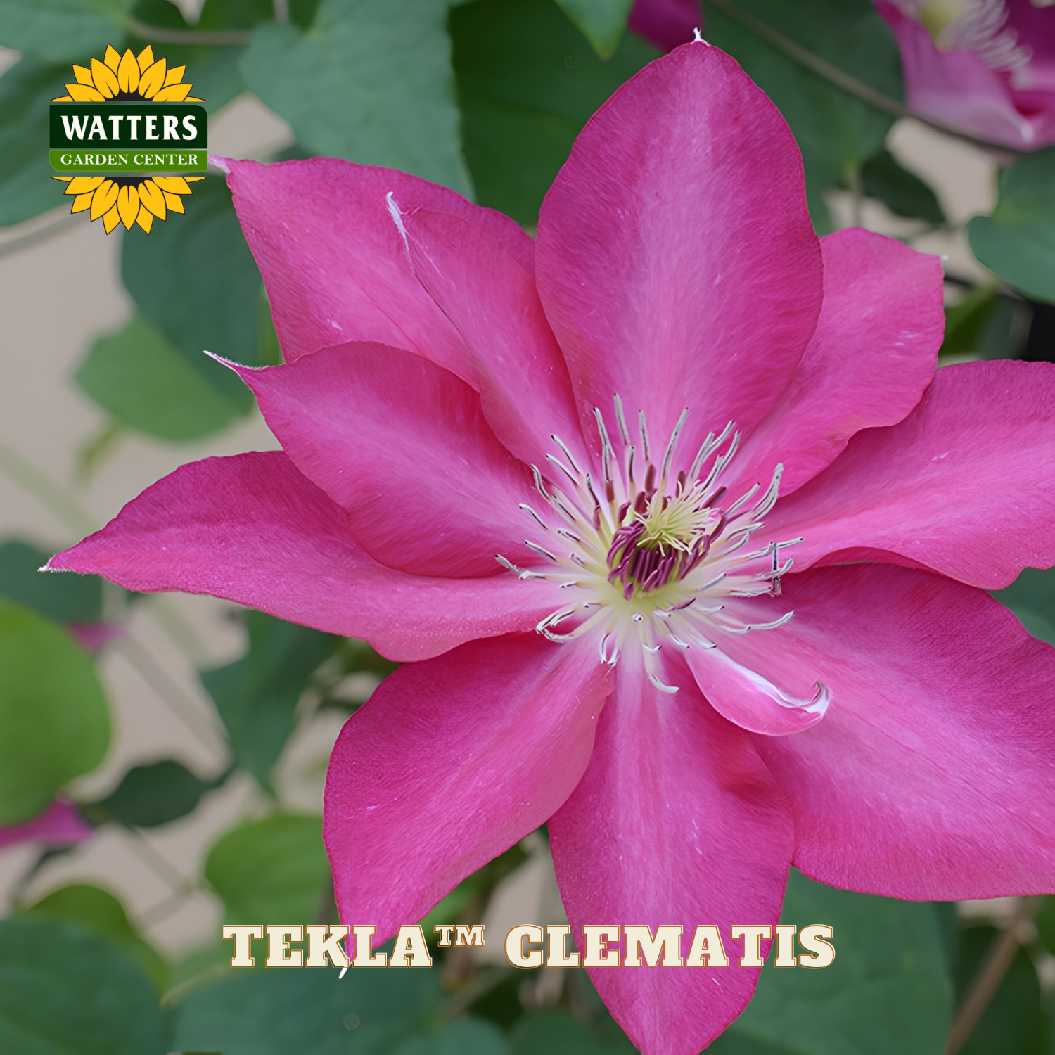 Pink clematis flower with Watters Garden Center logo and 'Tekla Clematis' text.