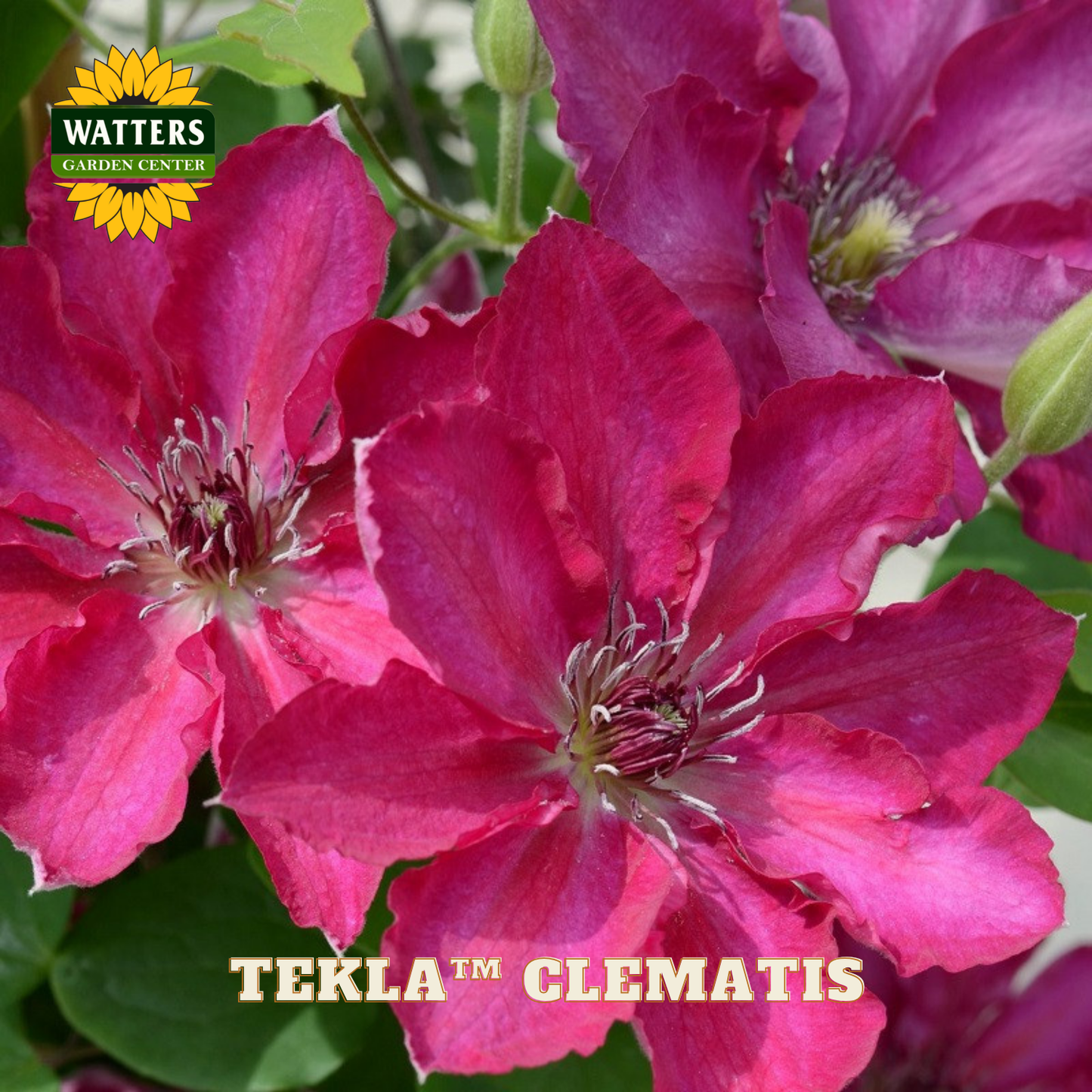 Pink clematis flowers with Watters Garden Center branding