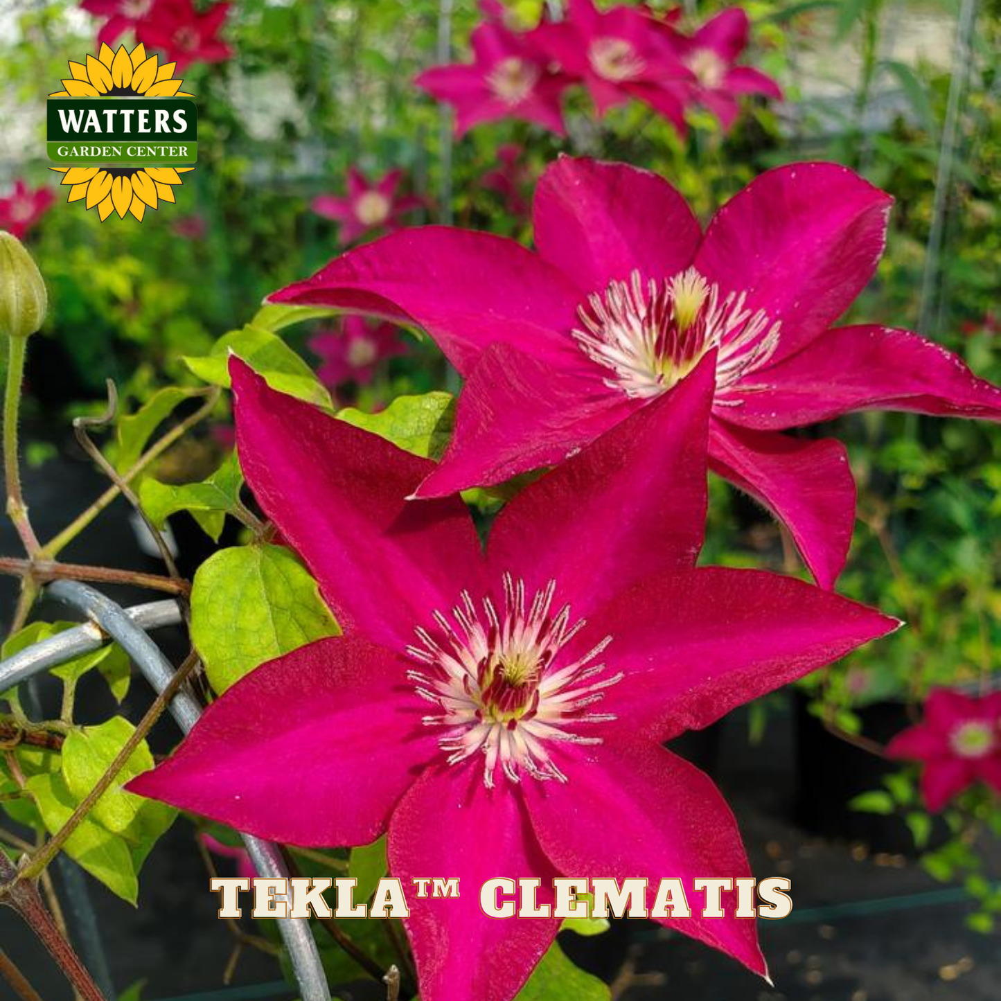 Two vibrant pink clematis flowers with a Watters Garden Center logo in the background.