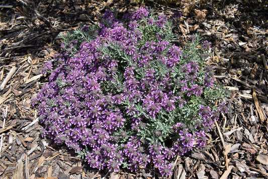 GRAY CREEPING GERMANDER 1gal