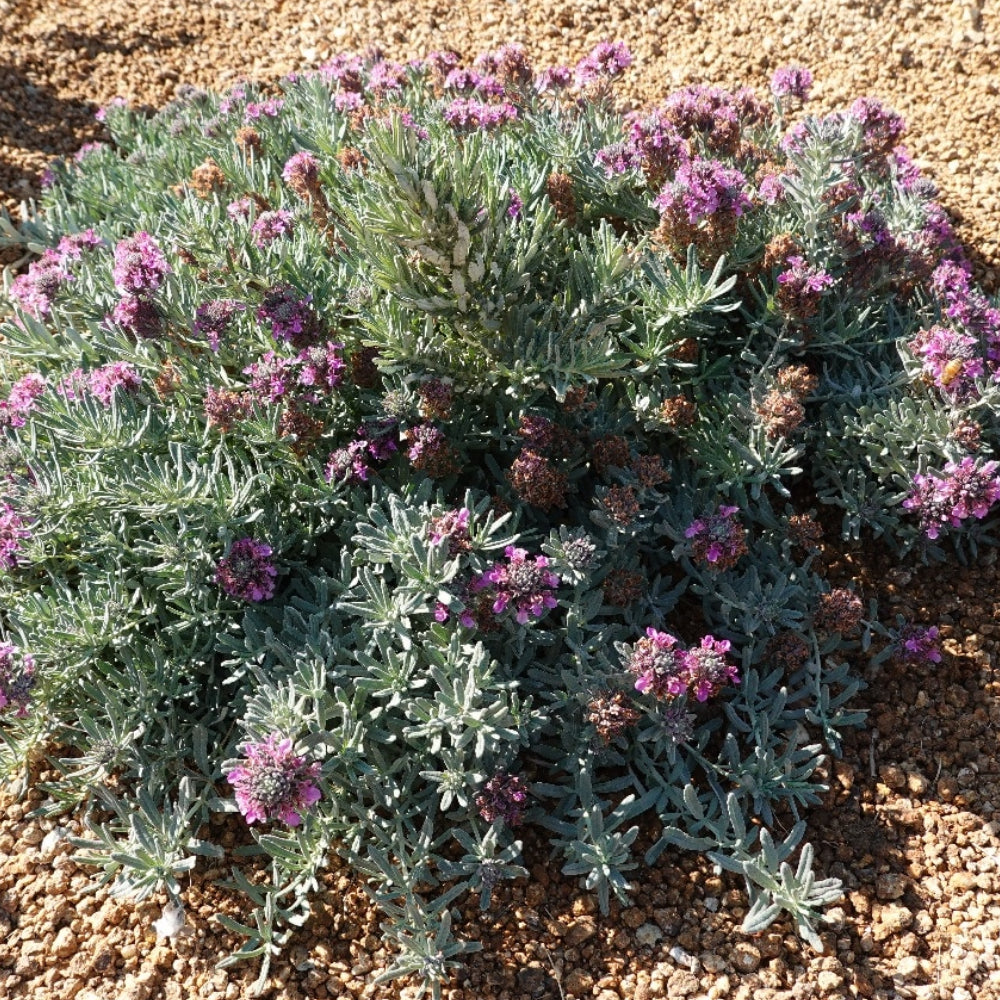 CREEPING GERMANDER 1gal