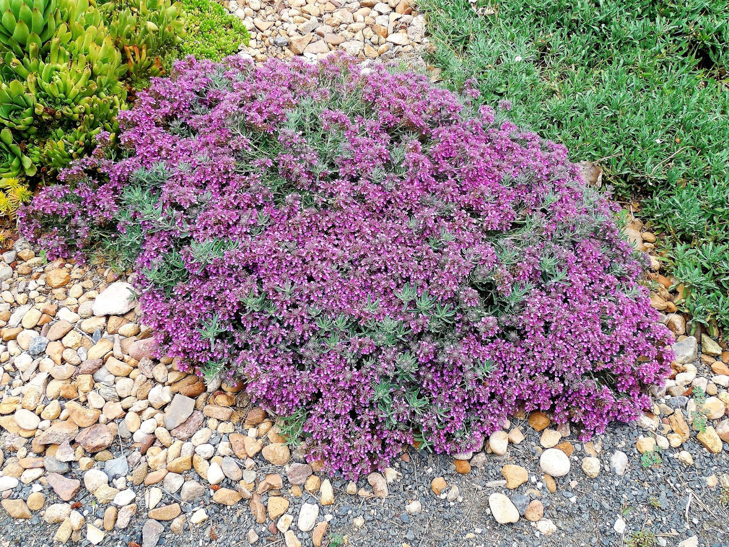 CREEPING GERMANDER 1gal