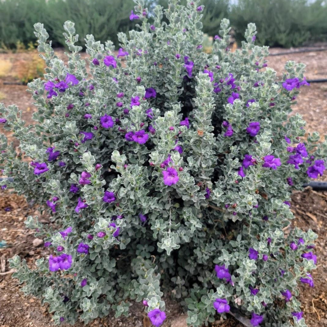 Microburst Texas Sage