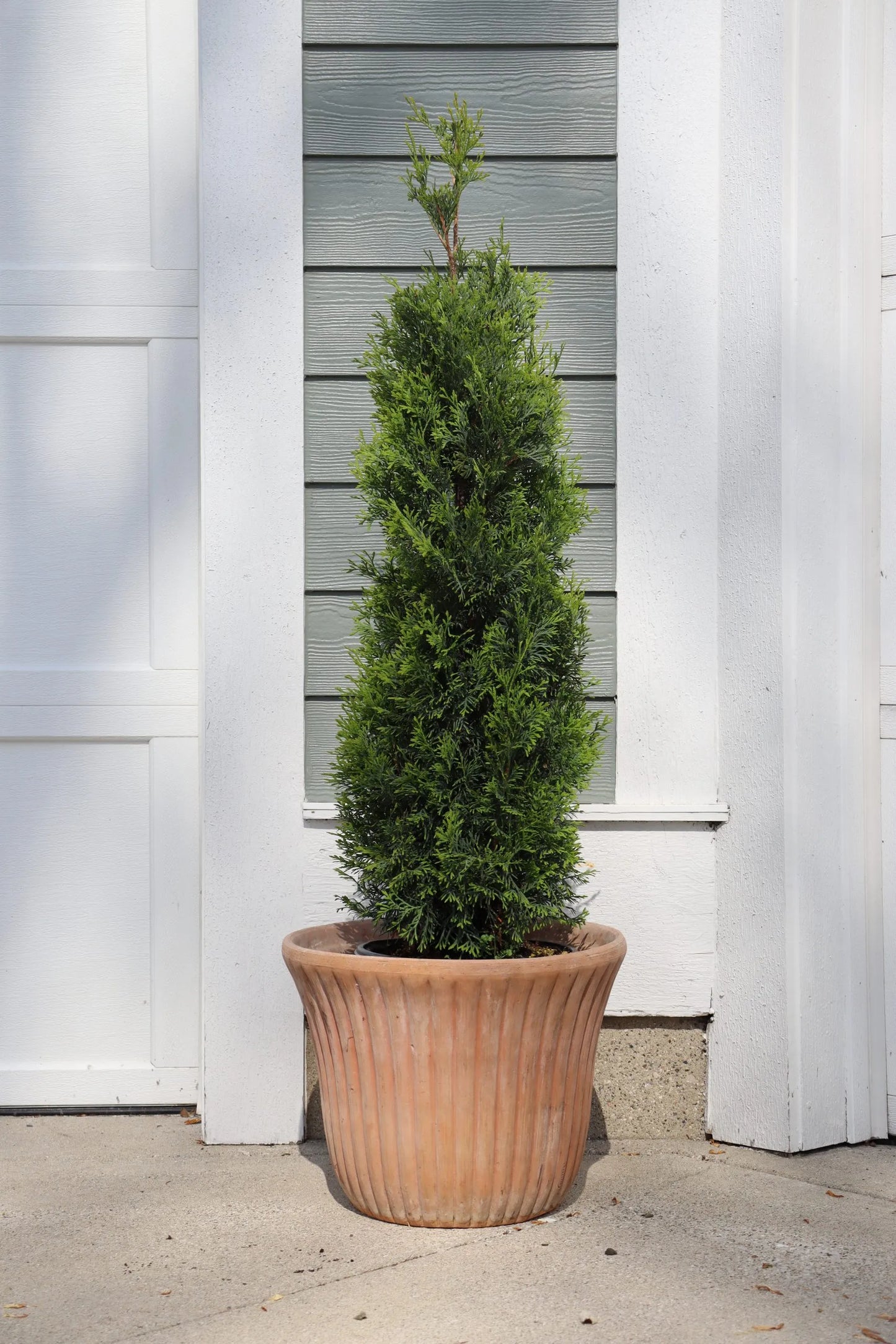 Thuja Junior Giant (Thuja x 'Junior Giant') - 1 gallon
