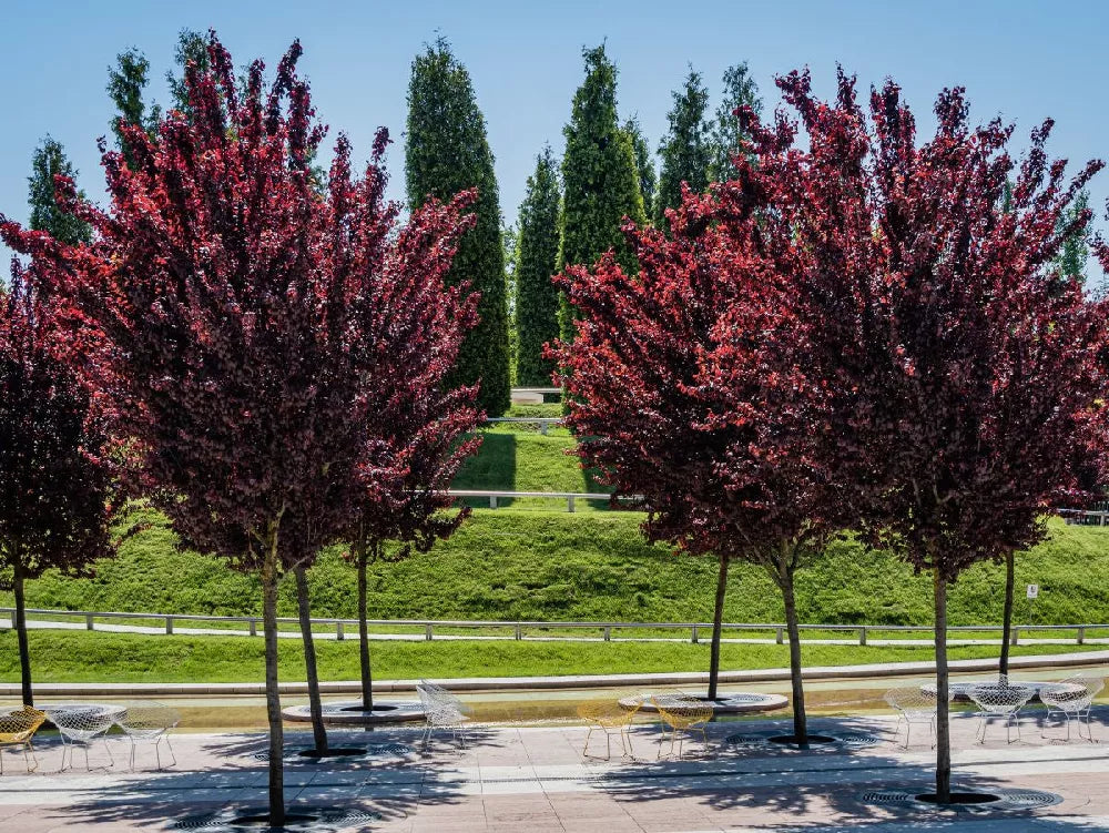THUNDERCLOUD PLUM TREE 5gal